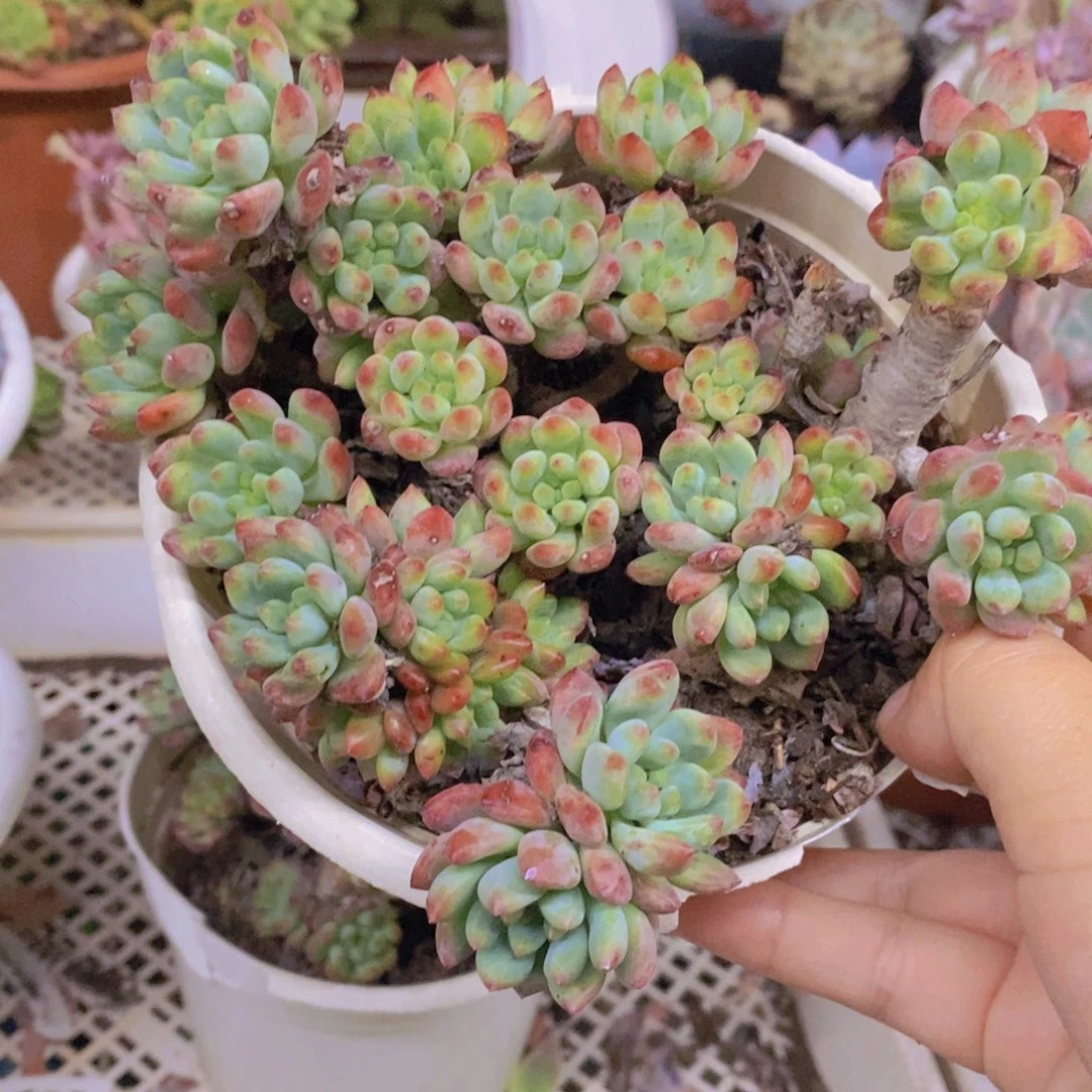 蓝苹果整桩整群老桩