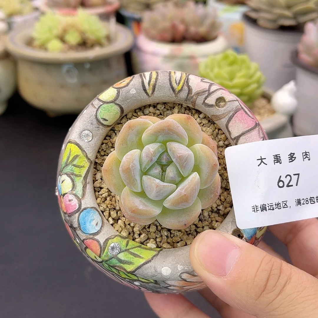 大禹多肉，627厚梦不含盆