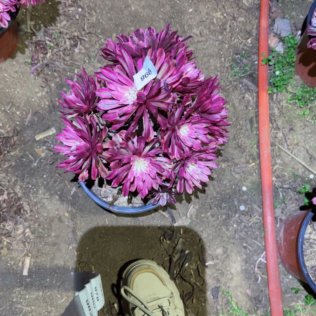 仙魔法师多肉866