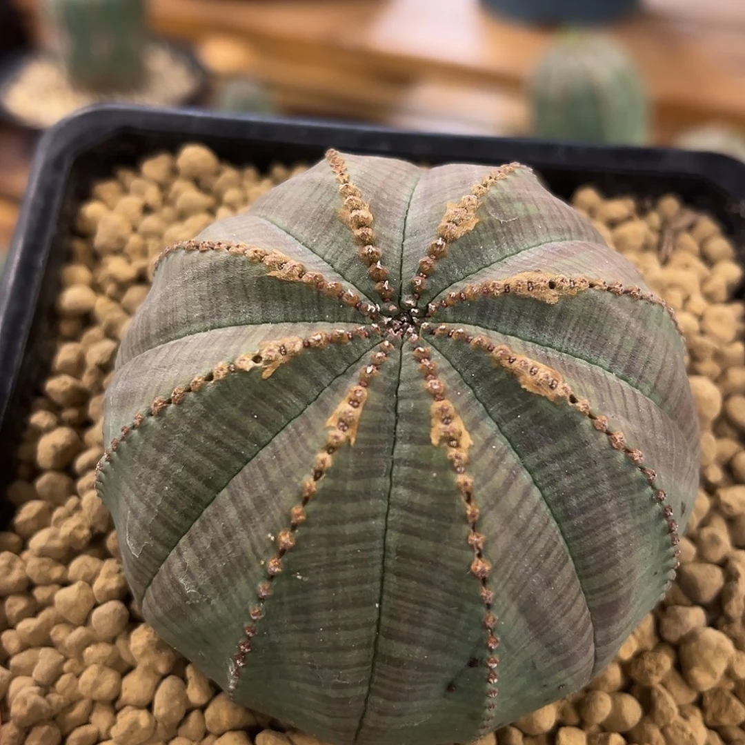 潮流植物 布纹球 7.5公分