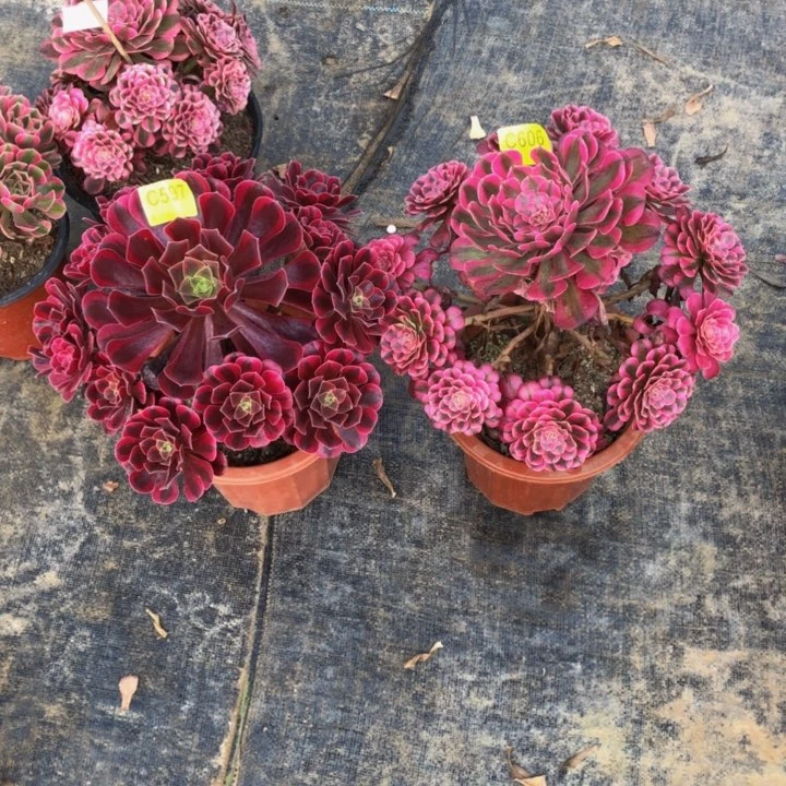 俩棵多肉5976060000000000