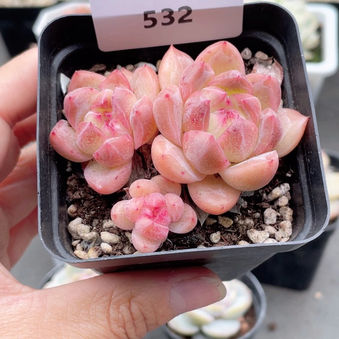 532号糖心冰心珍妮 海风