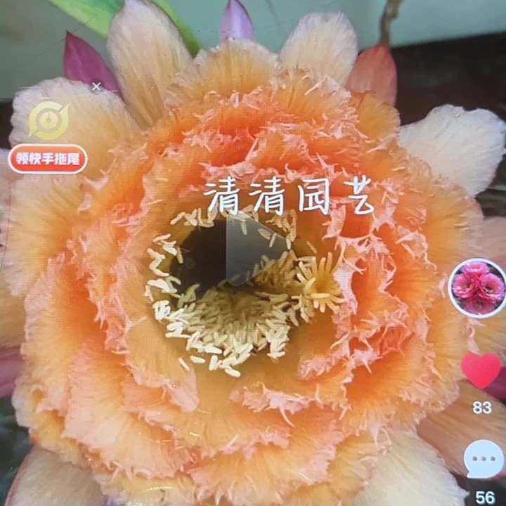 清清1-012侧牙瑕疵黑点