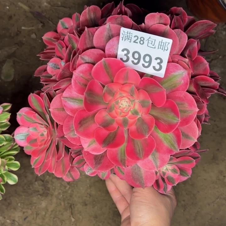 3993女巫多肉植物