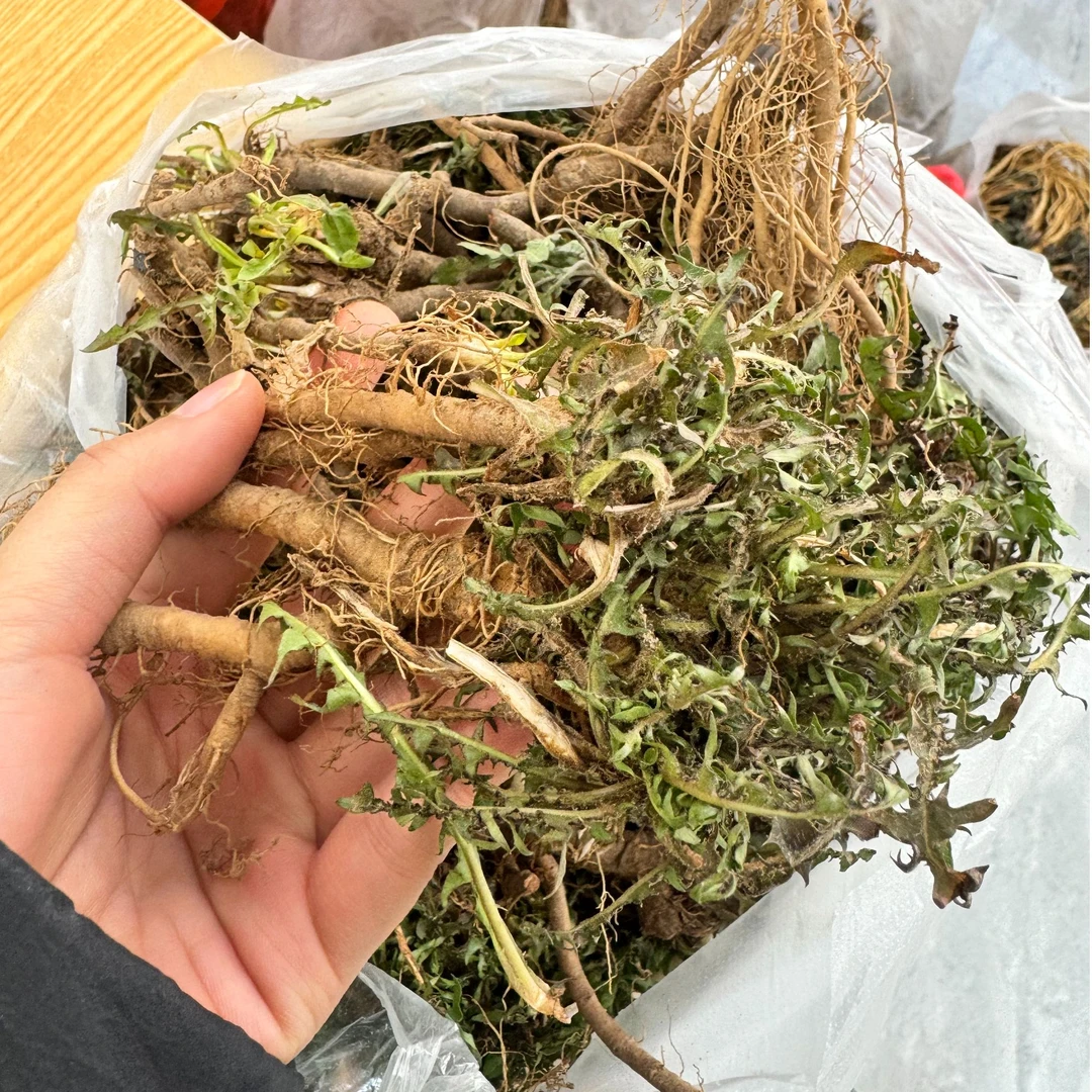 野生蒲公英新鲜现挖蒲公英菜2斤时令野菜