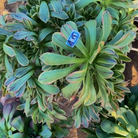 虞姬多肉植物15多肉