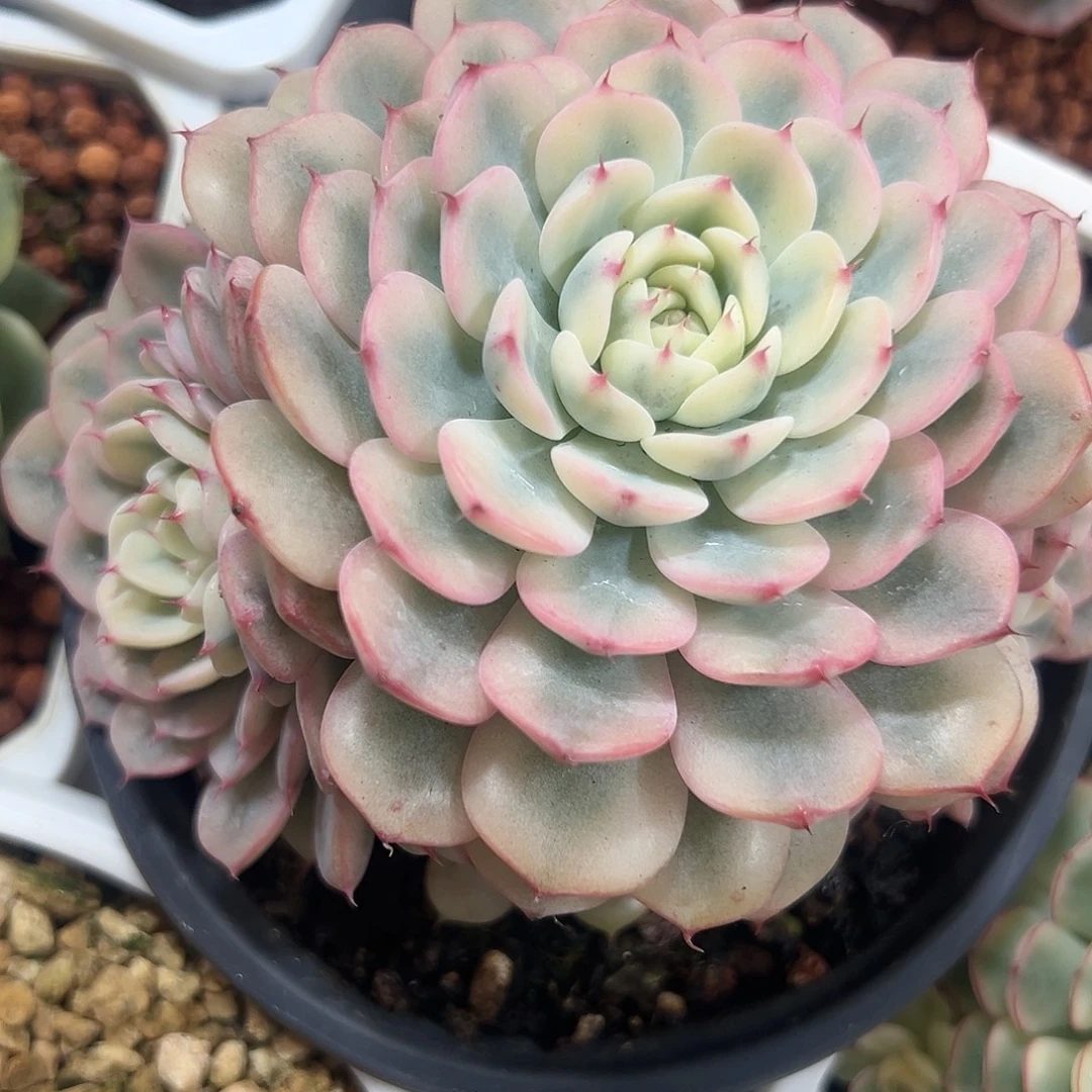 姬莲锦群多肉植物