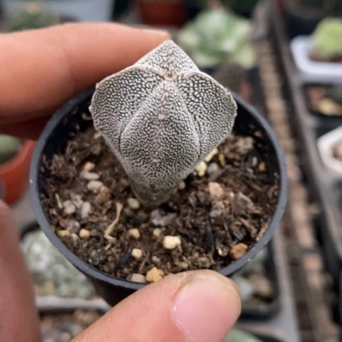 实生小恩冢2仙人球