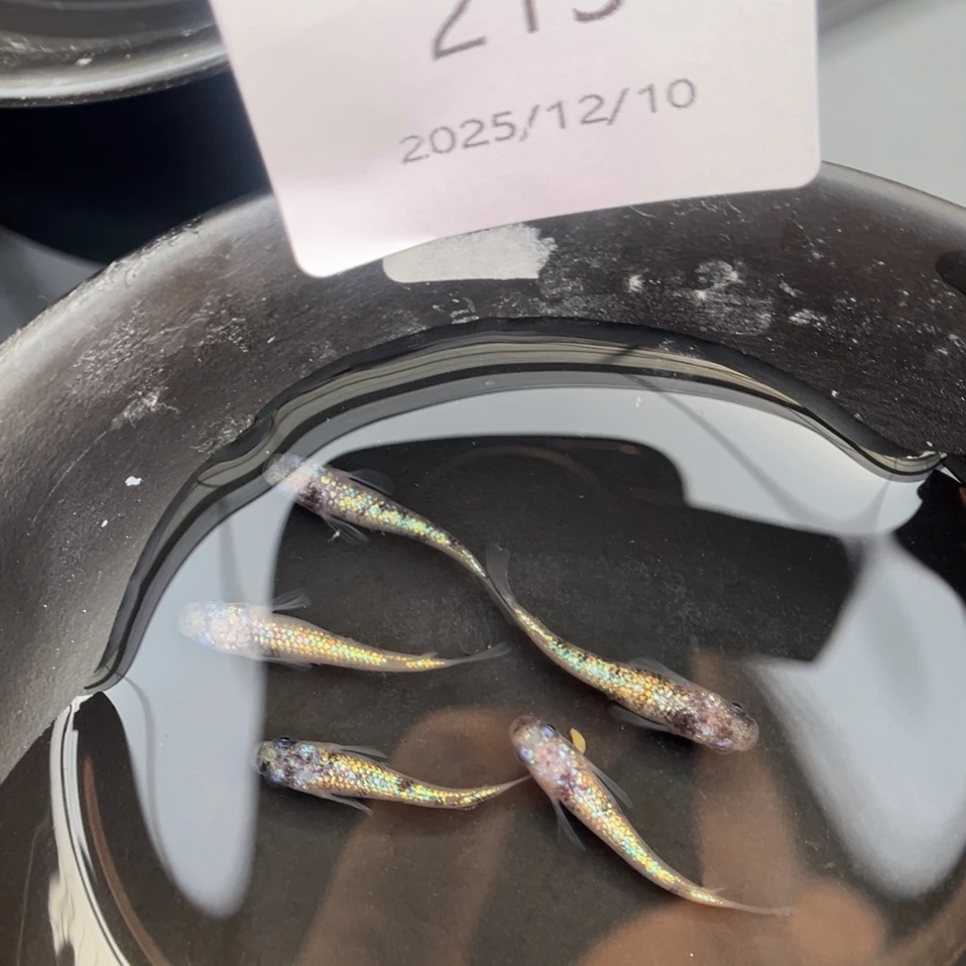 青鳉鱼215月华海王星五尾