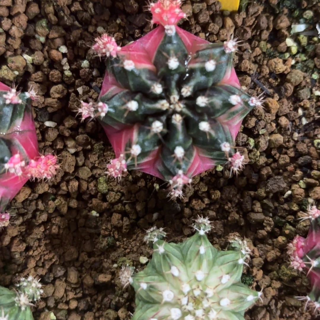 L708-1226泰国发货