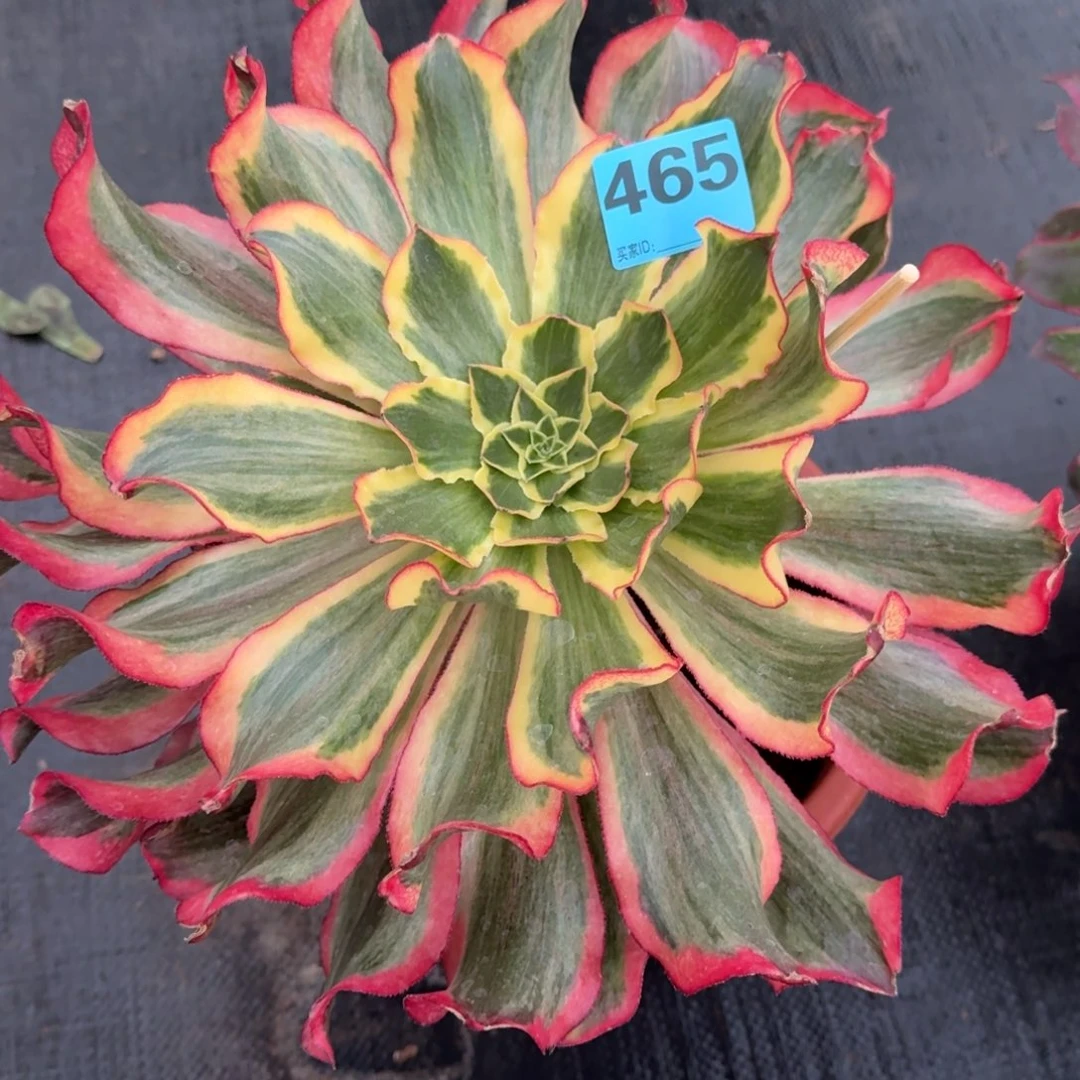 久****童465多肉魅影发货