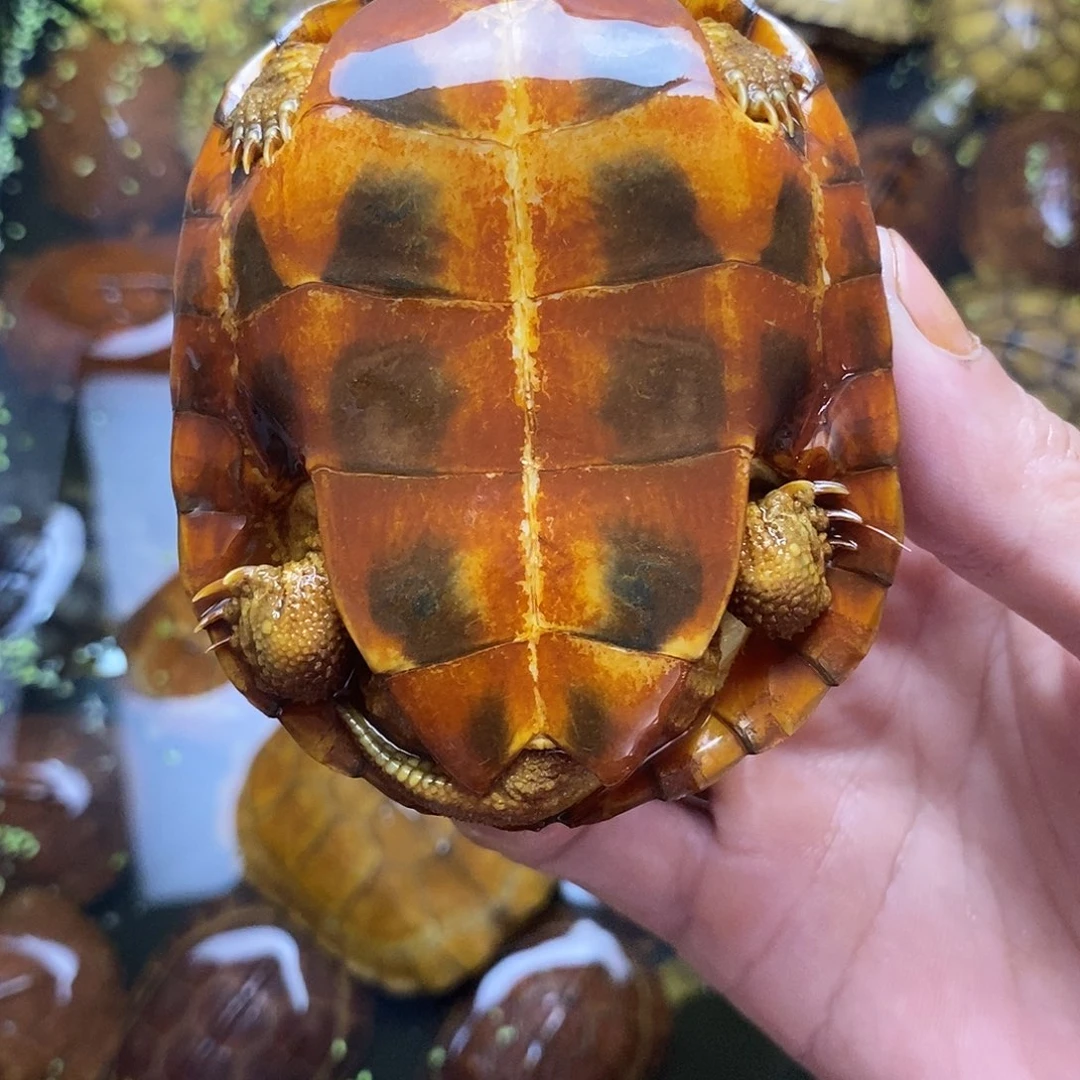 不分公母绿毛龟米****e