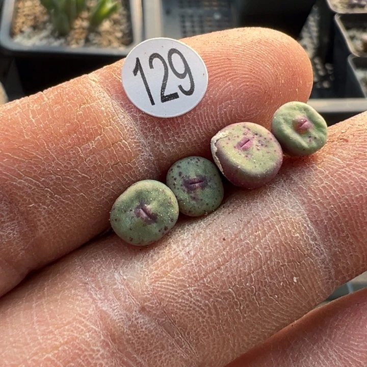 129，这颗多肉有点好看