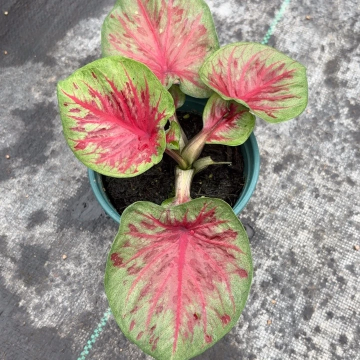 花***完完全开放泰国彩叶芋