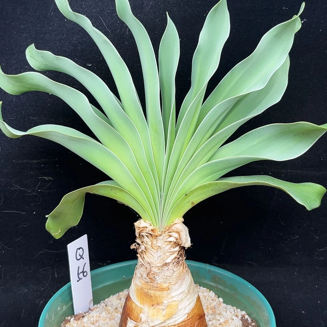 潮流植物巨凤之卵，Q56