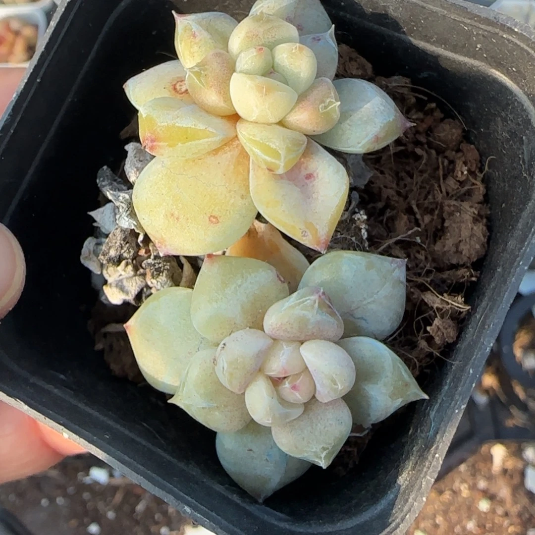 多肉小卡拉米糖心一物一拍