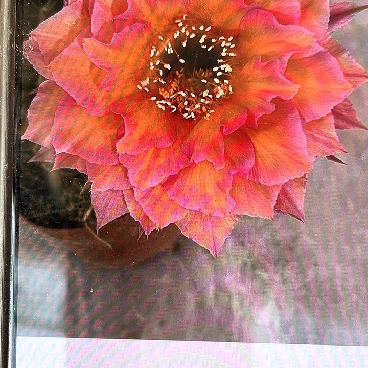 7535侧芽歪5公分左右