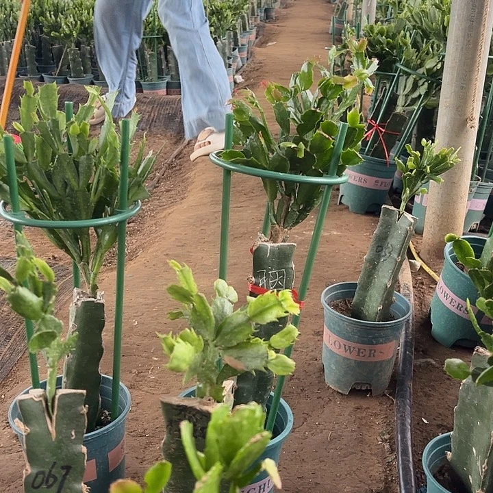 甜***芯50号道恩，胭脂11111