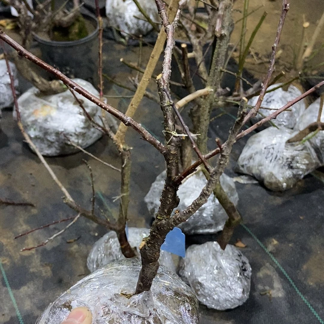 无花朵春雪梅花一颗