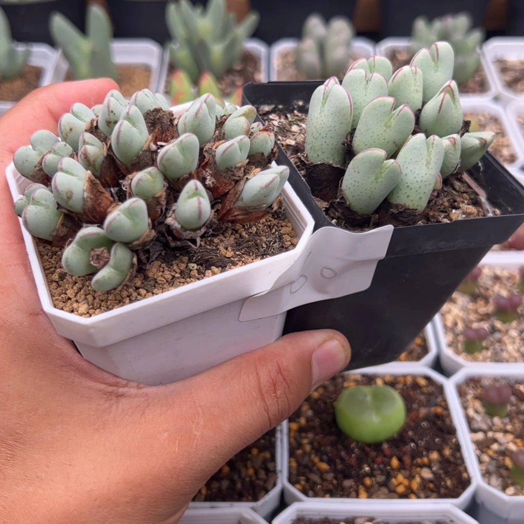 7.31少将多肉植物60