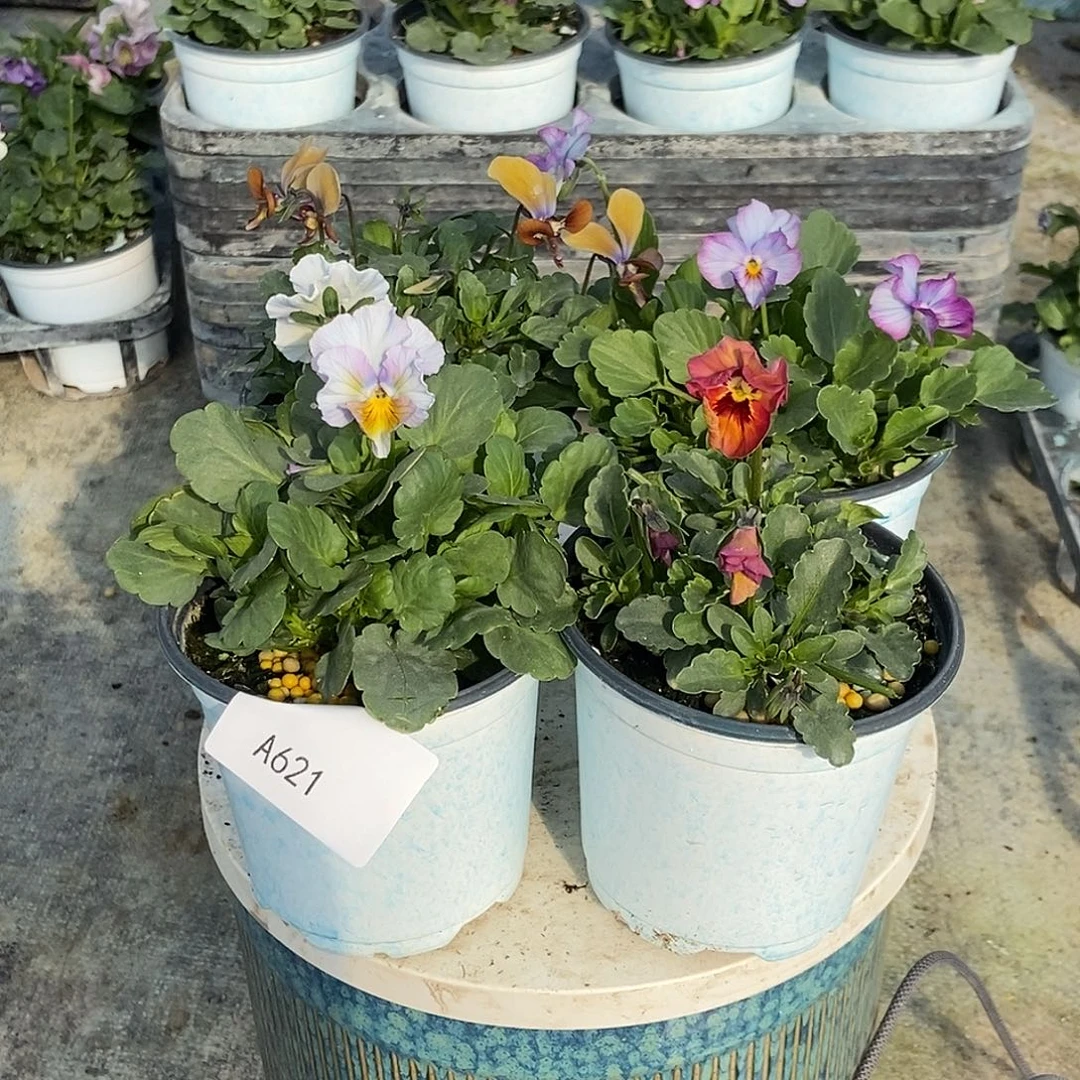 大部分花苞少量开放621