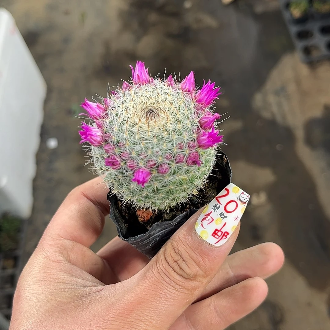 玉翁单头发货有根发货