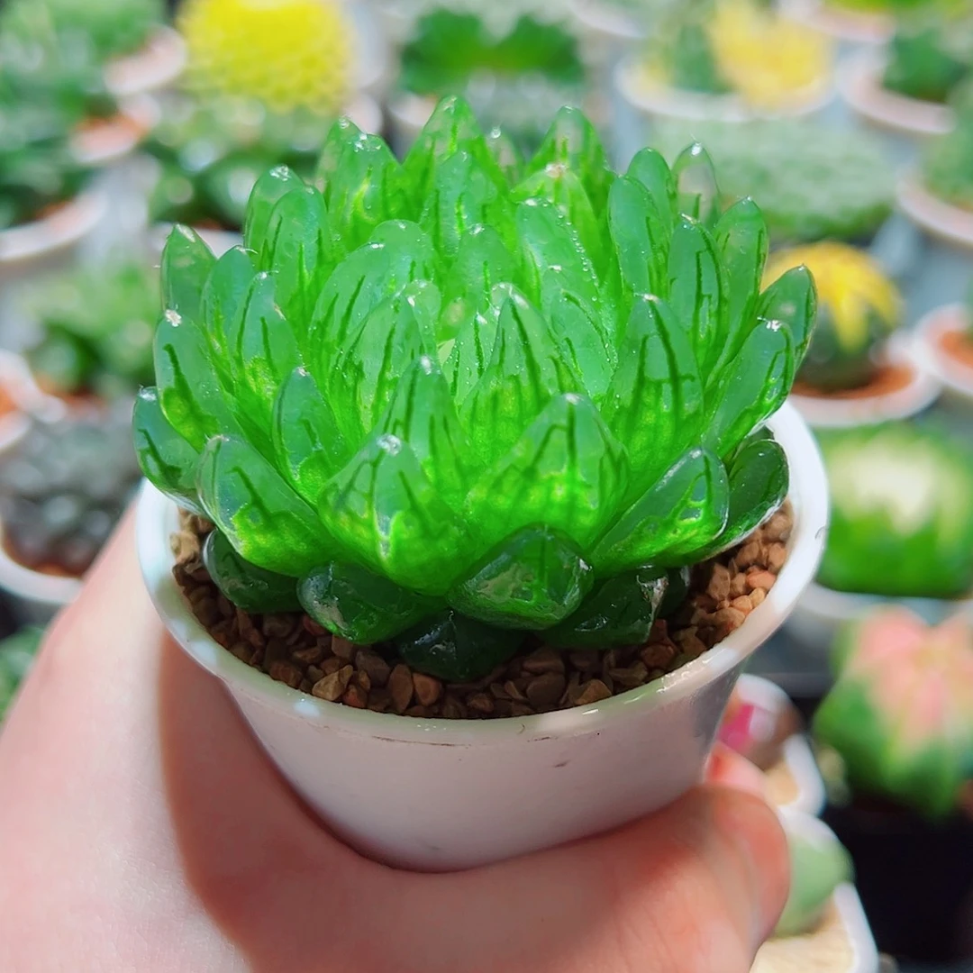 蝉翼玉露多肉多肉多肉