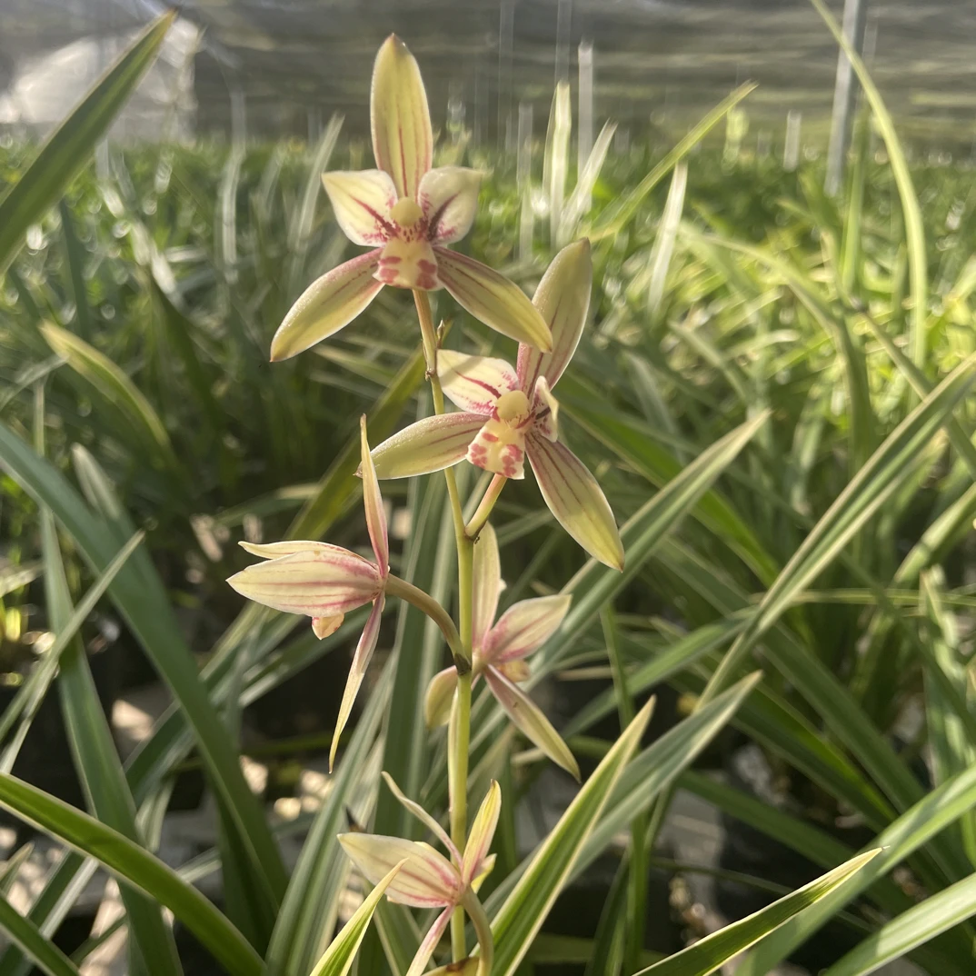 建兰 经典正品黄金彩虹夏秋两季带花苞浓香室内绿植阳台庭院耐寒