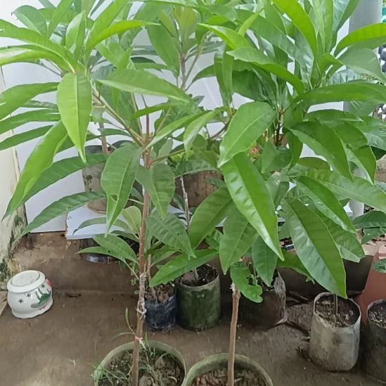 AL螺丝果一物一拍原盆原土发货