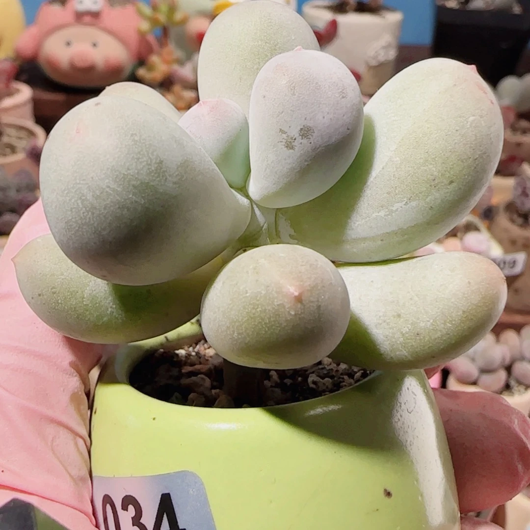 …***-T胖胖米可奶盆口2.5cm