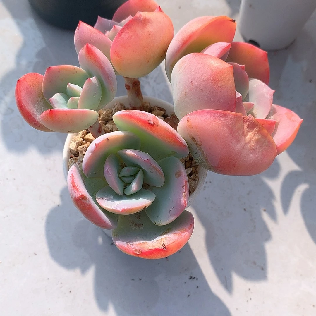 白凤多肉植物一颗