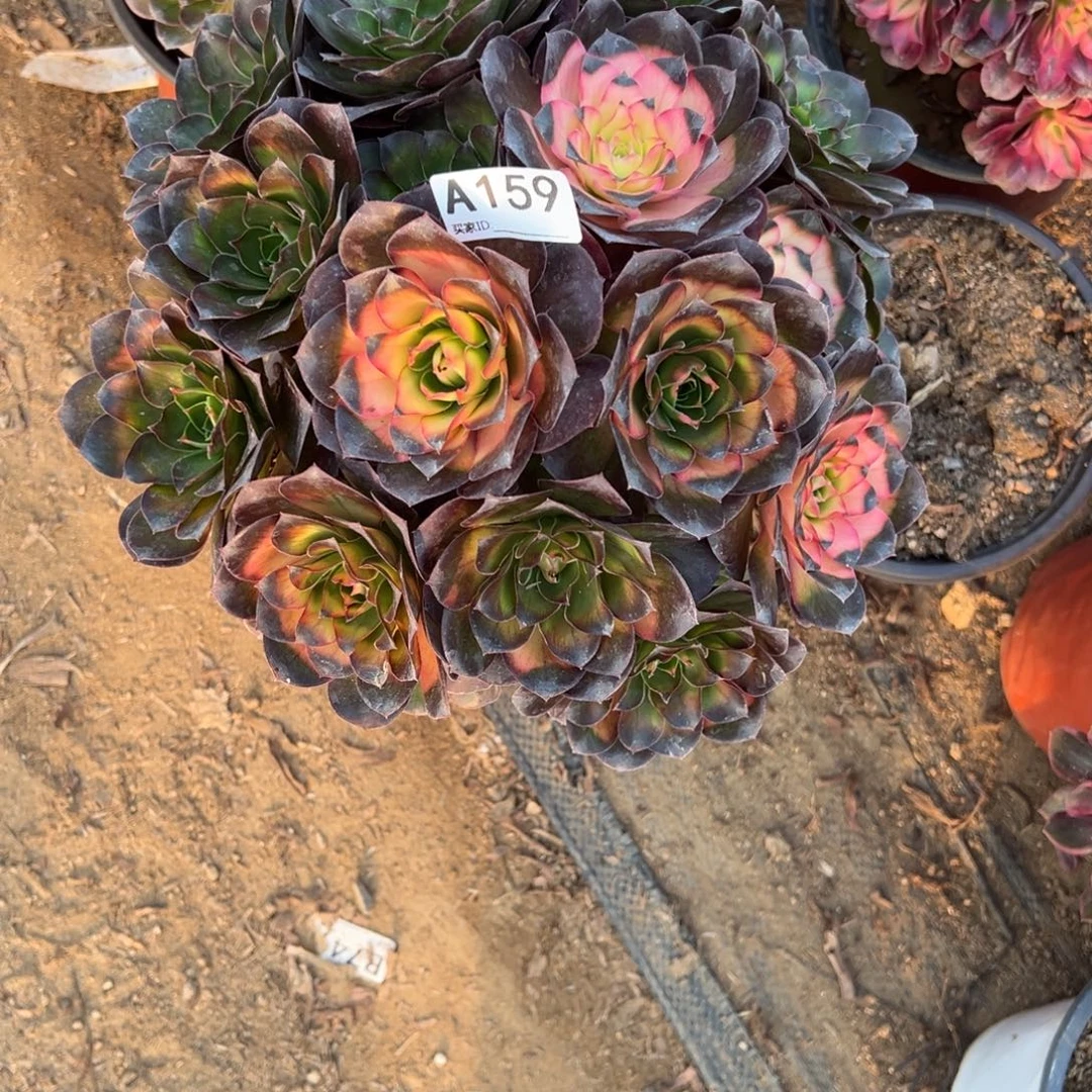 159玫瑰仙子多肉植物法师多肉