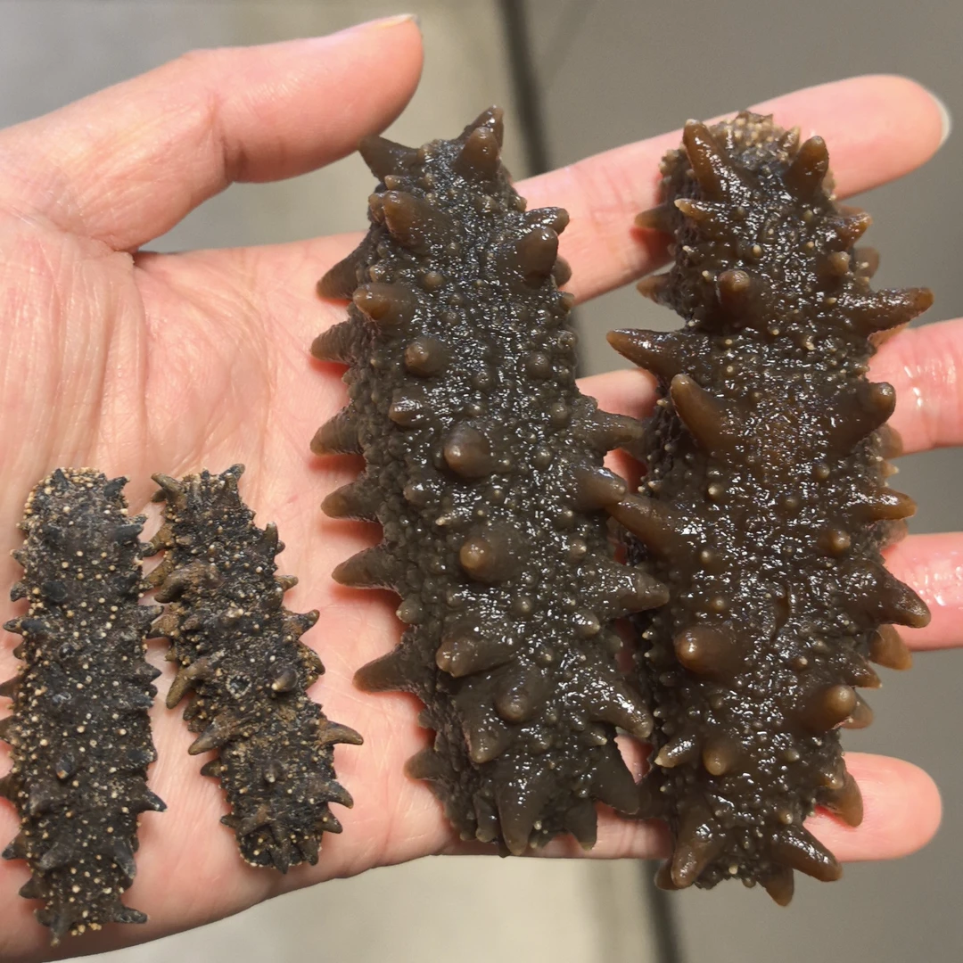 大连淡干海参可12 -15 倍泡发深海干净佳品