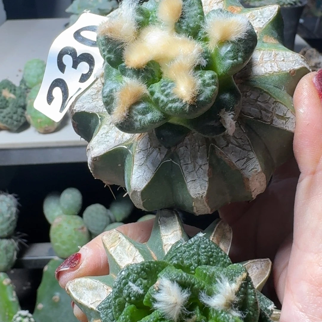 【闪购商品】无花朵两颗牡丹230.224