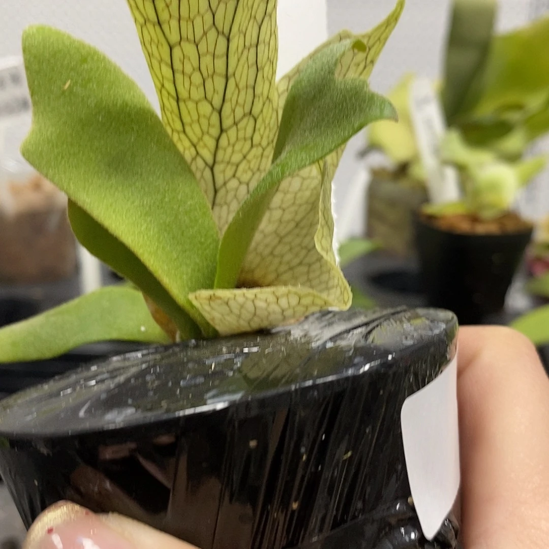 无花朵迈阿密塔苏塔