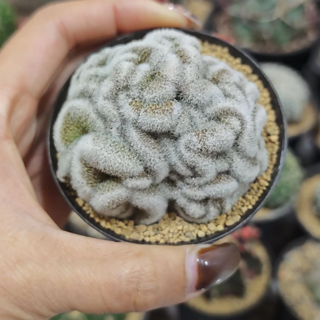 嘉文丸缀化自根11