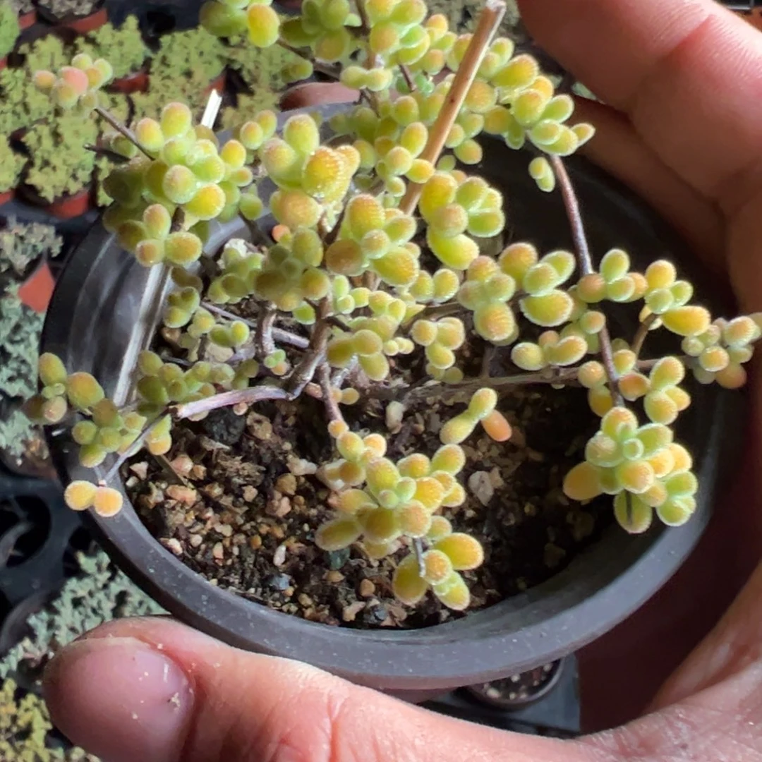 翡翠90杯老桩福利