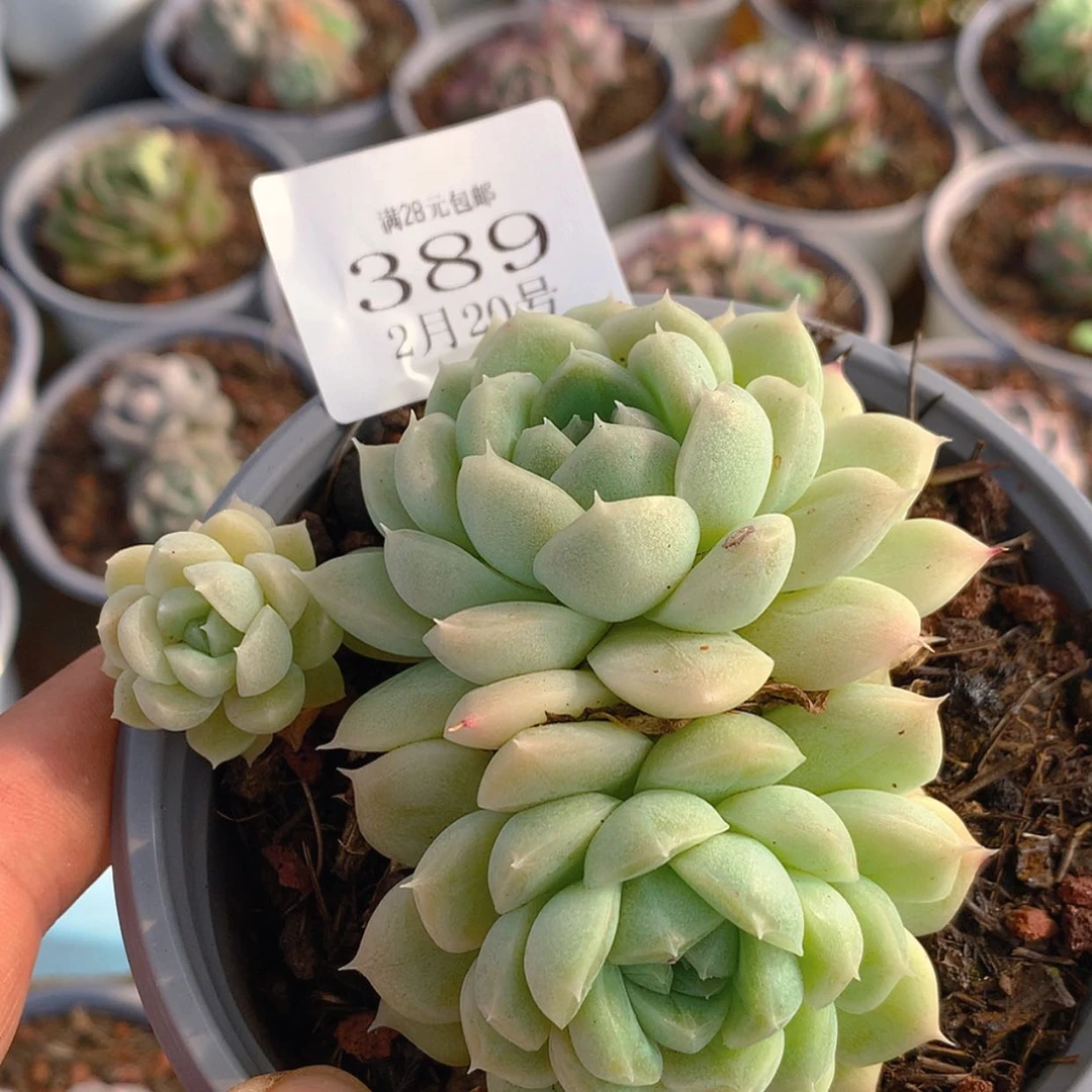 【闪购商品】云389