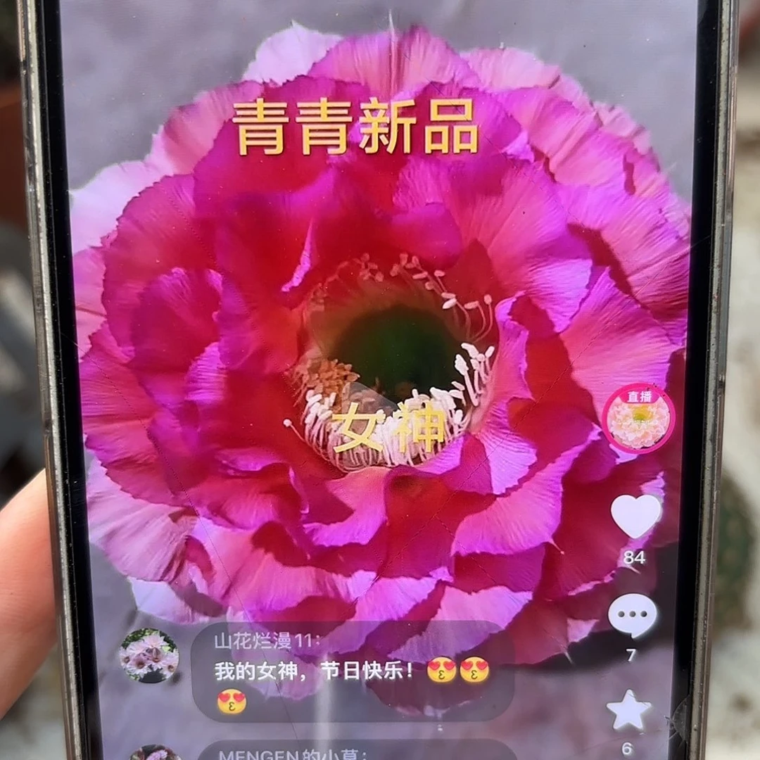 彩草青青女神7公分左右