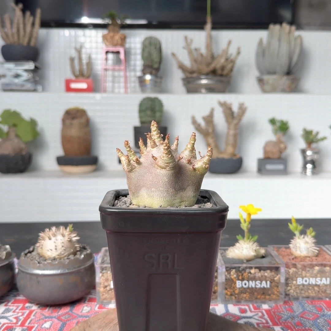 紫皮哥斯拉沙漠玫瑰03