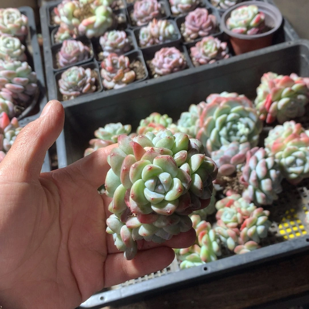 萝莉哈哈哈哈哈哈哈