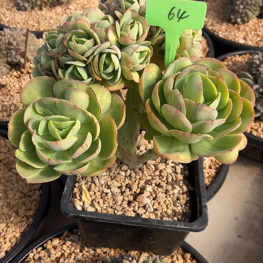 64碧桃缀化。多肉。