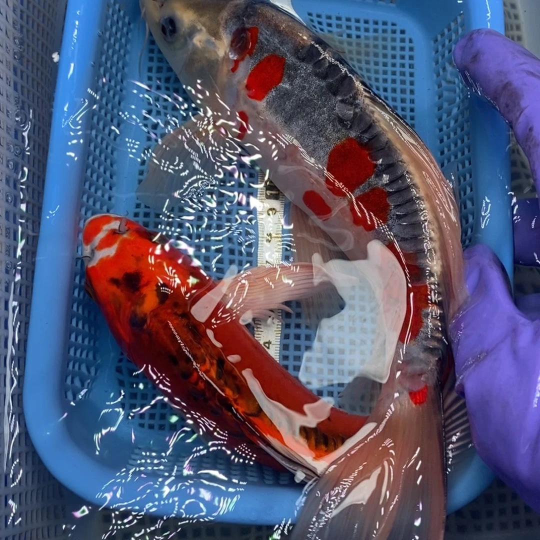 锦鲤冷水锦鲤包邮