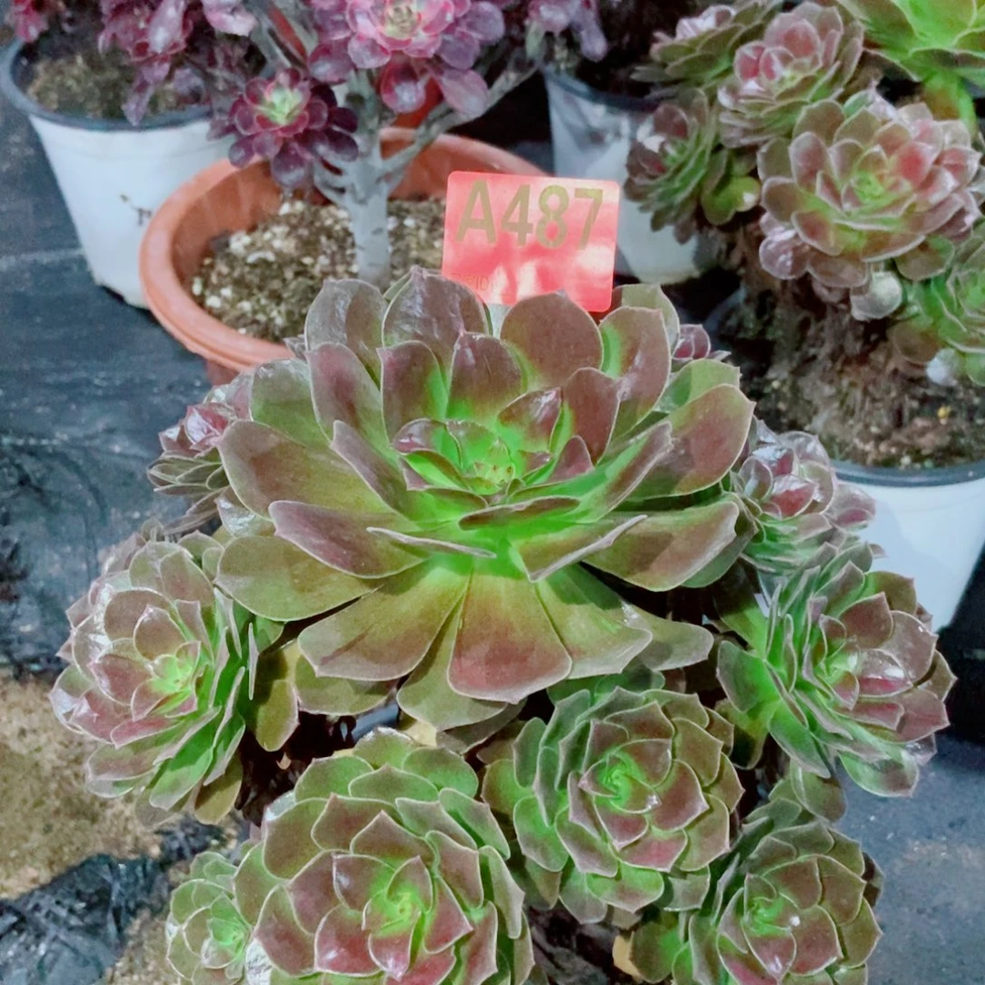 赤焰莲487多肉11111