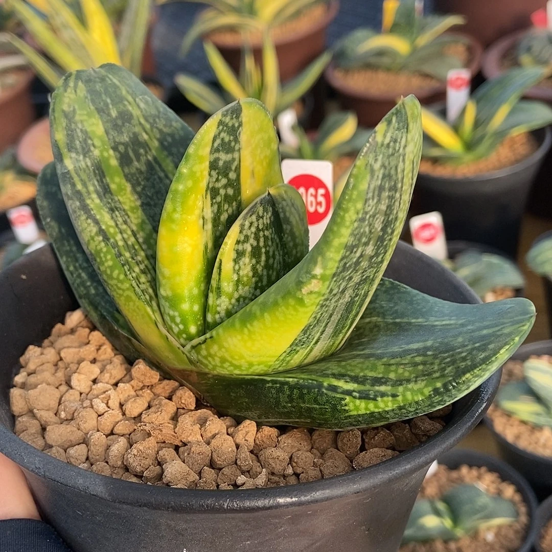 1065卧牛锦实生选拔带盆发货