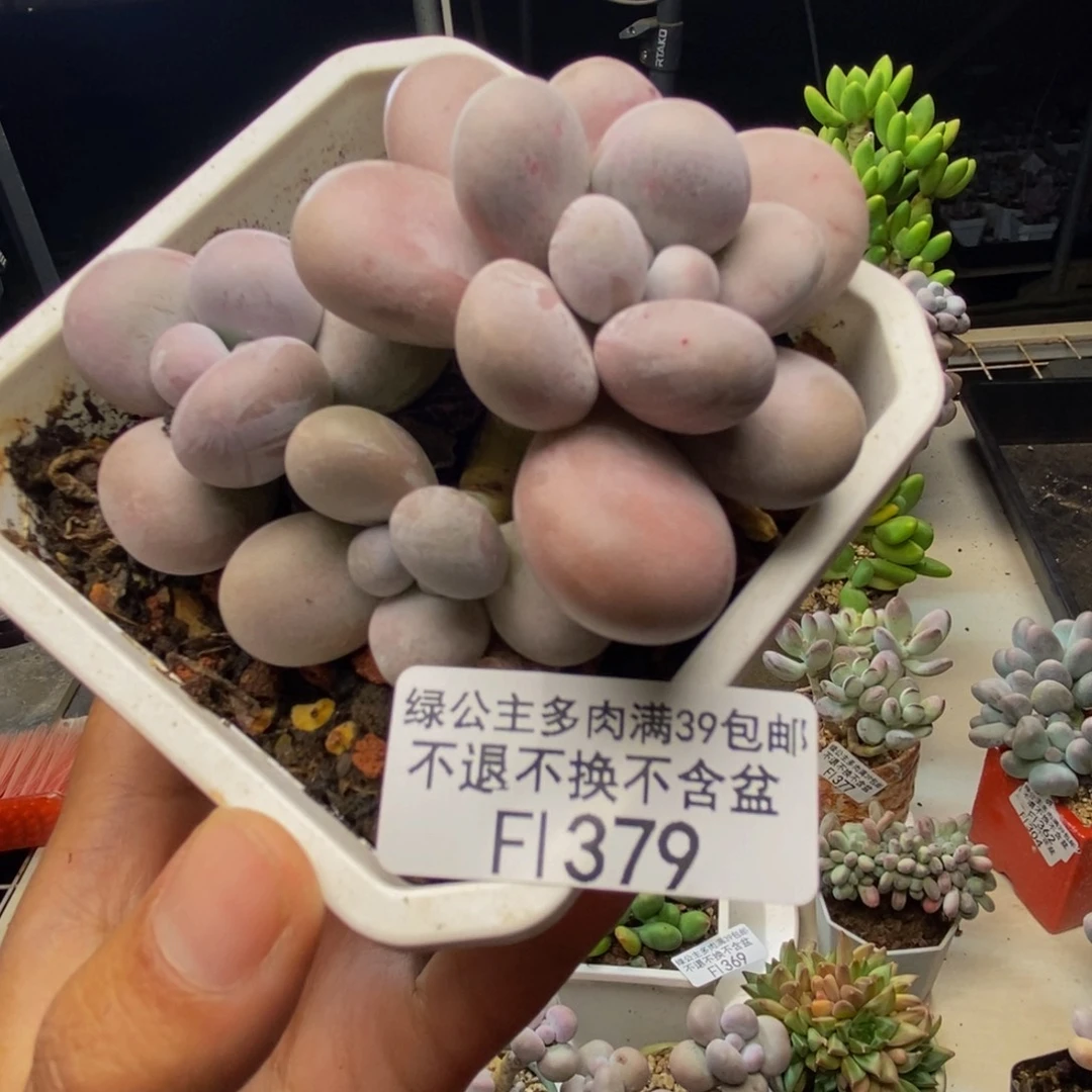 379水光针多肉7cm