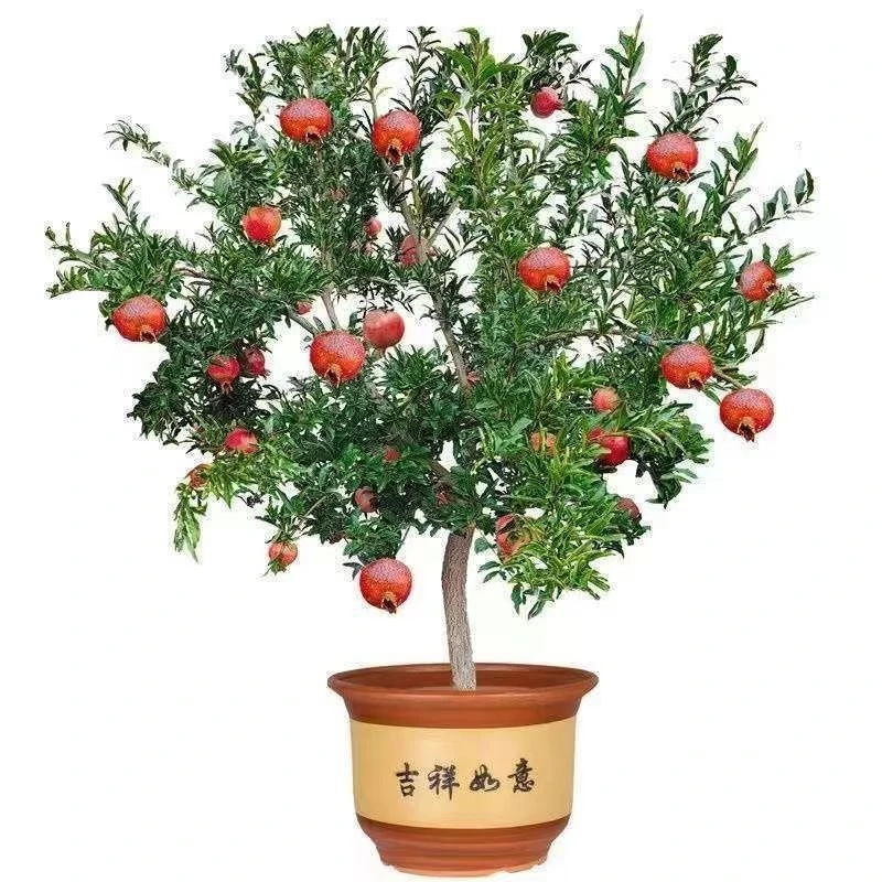 盆栽地栽石榴树当年结果