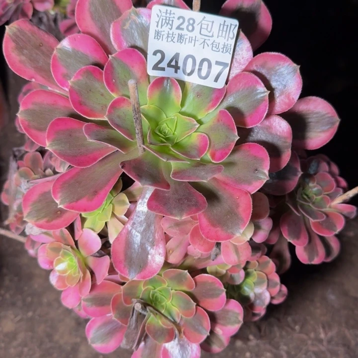 24007美杜莎多肉植物