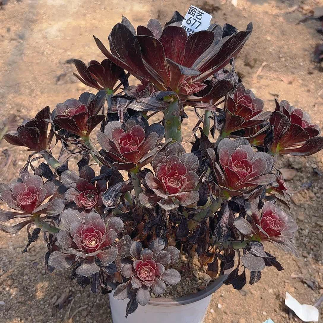 花无缺多肉植物上677