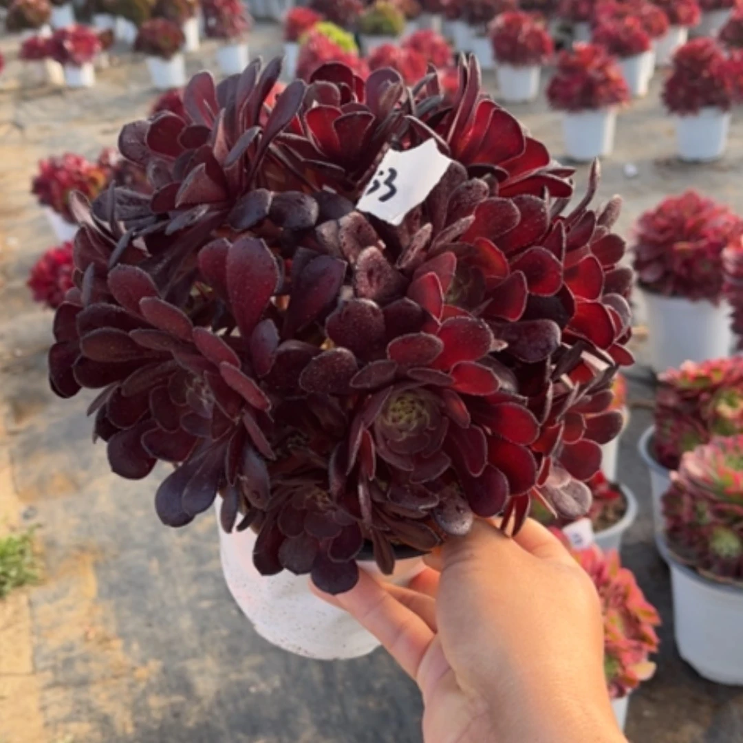 【闪购商品】53黑暗萝莉多肉法师